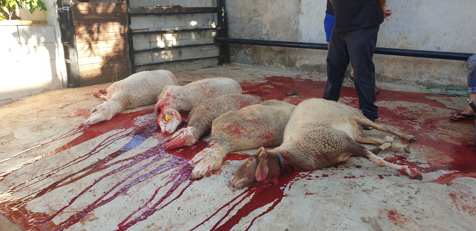 WhatsApp Image 2020-06-25 at 5.48.12 PM.jpeg.jpeg